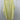 BP Yellow Ribbed Bodysuit Square Neck Tank Top Plus Size 1X Bp.