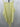 BP Yellow Ribbed Bodysuit Square Neck Tank Top Plus Size 1X Bp.